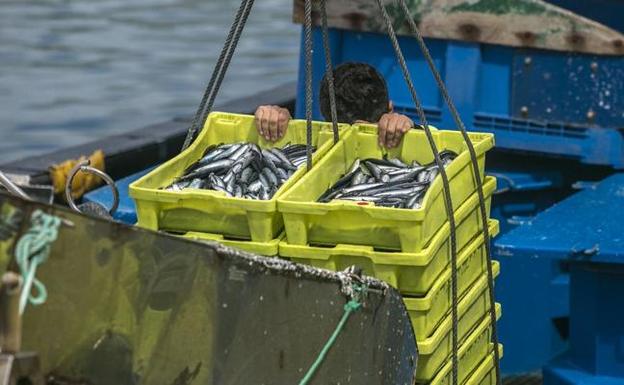 La pequeña talla del bocarte pone «en peligro» a las conserveras