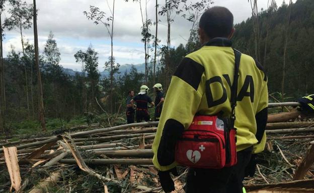 Fallece un trabajador forestal aplastado por un árbol en Guriezo