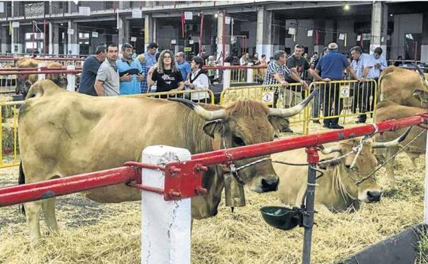 Una ganadería de Guriezo se impone en el regional de la raza asturiana