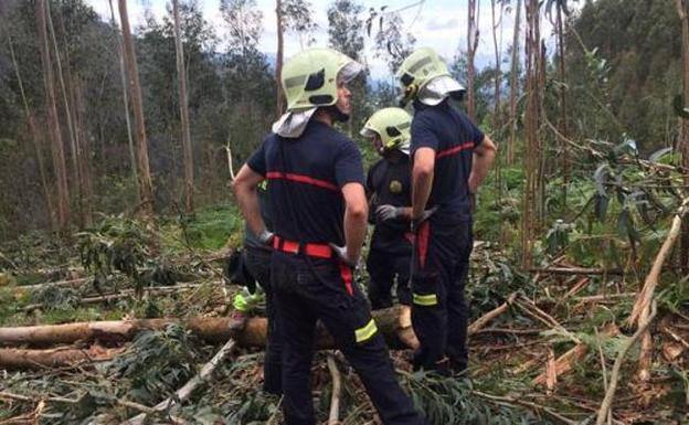 Fallece un hombre aplastado por un árbol en Guriezo