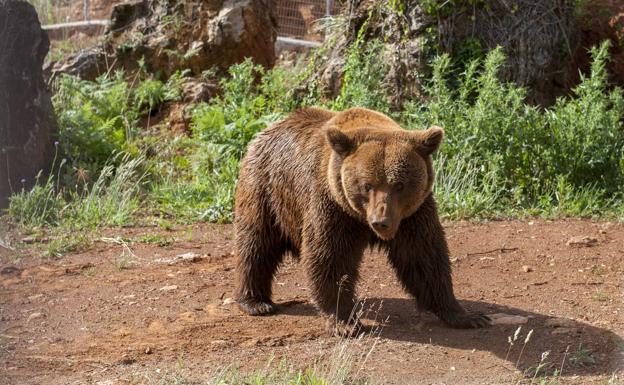 'Furaco' regresa a Cabárceno sin dejar descendencia en Asturias