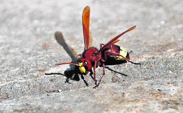 Muere una mujer tras la picadura de una avispa en su casa en Málaga