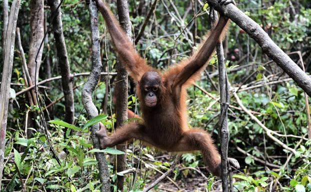 El silencio del orangután