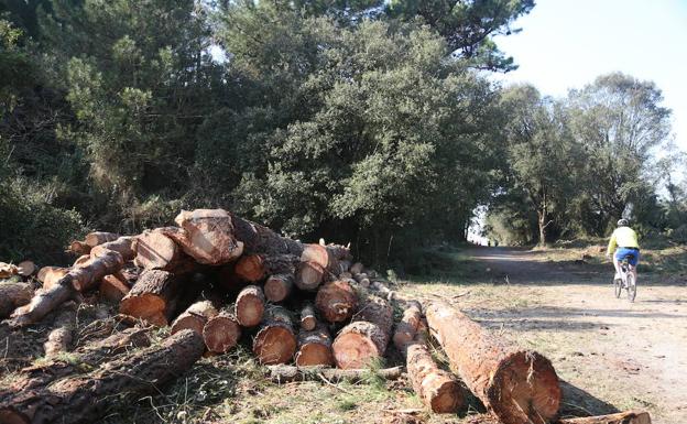 El Plan General de Ribamontán al Mar incluye la compra del bosque de Loredo