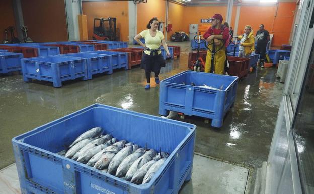 Cantabria rechaza un reparto de la cuota de bonito por comunidades