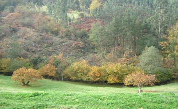 San Felices vuelve a pedir la paralización de la corta de troncos en sus parcelas