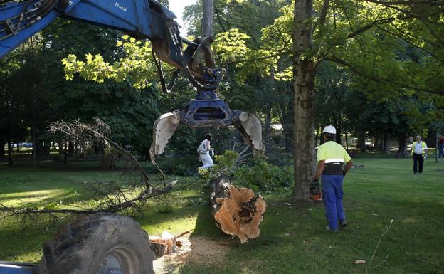 Retirados cerca de 40 árboles muertos o en mal estado del parque Manuel Barquín