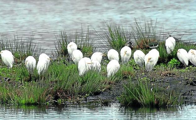 Santander, la bahía de las aves