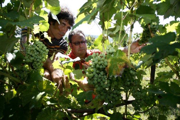 Románticos del vino