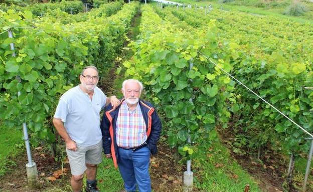 El viñedo con más solera está en Obregón