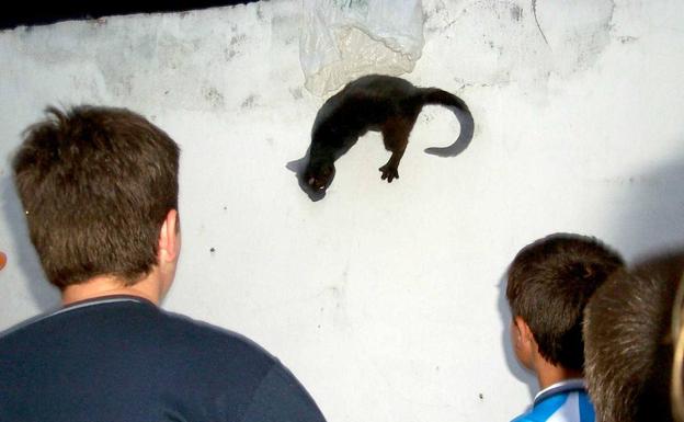 ¿Habrá fiesta de la Gata Negra en Carasa?