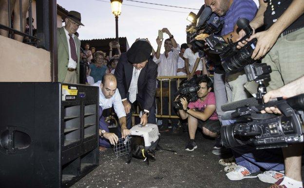 La ‘Gata Negra’ fue más multitudinaria que nunca por las críticas de los animalistas
