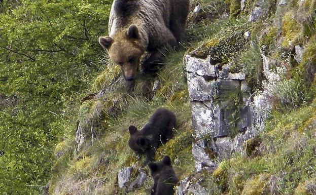 El oso pardo se afianza en la Cordillera Cantábrica