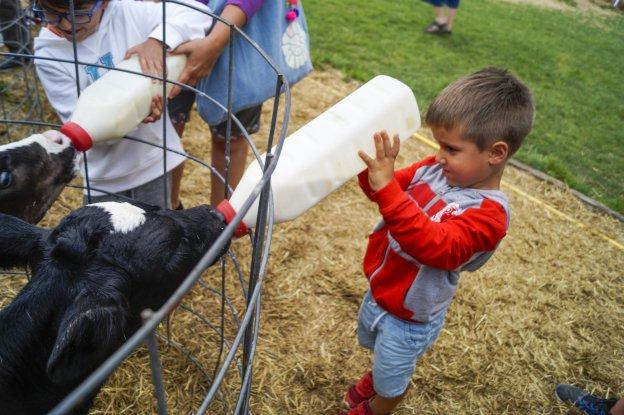 Una granja de vacas lecheras como escuela