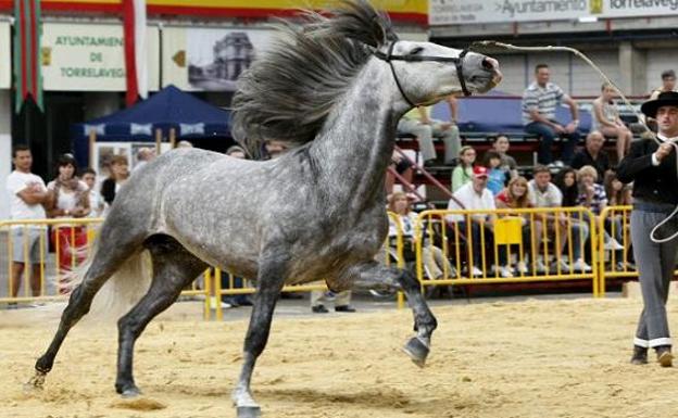 Amantes de los caballos, a Torrelavega