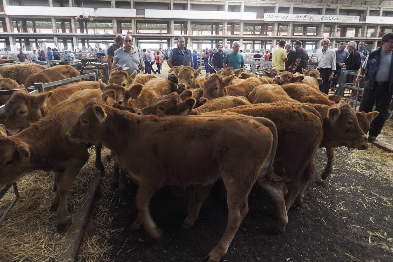 La Feria de Torrelavega reune a 2.319 reses