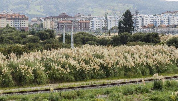 El plumero «coloniza» Cantabria, que aún no ha aprobado el plan de erradicación