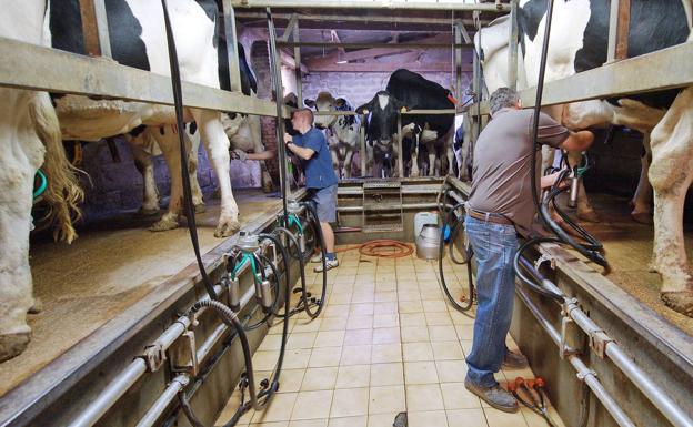 Medio Rural pagará casi un millón de euros a 689 ganaderos cántabros con vacas de leche