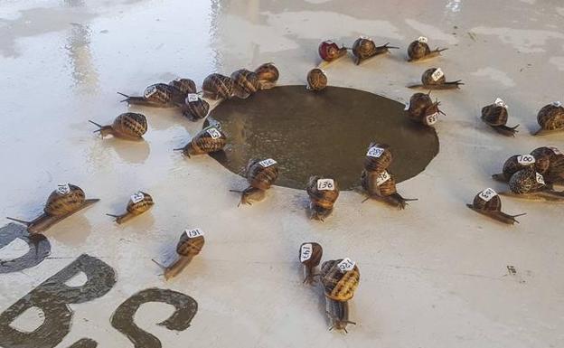 Caracoles a la carrera en Buelna