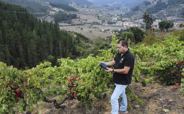 La cosecha de uva viene muy mermada