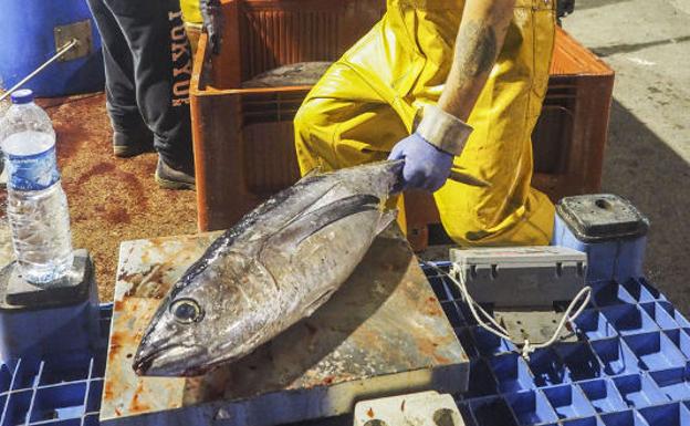 Los pescadores de bonito, en pie de guerra