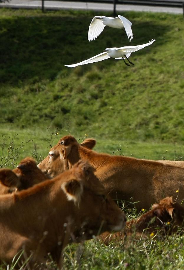 Peligro: garcillas volando