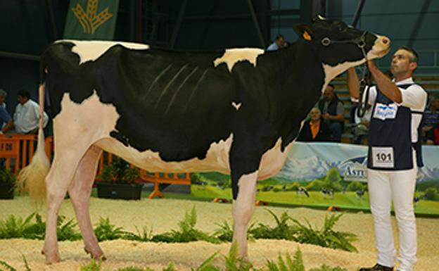La cántabra 'Andrea' se proclama campeona de España