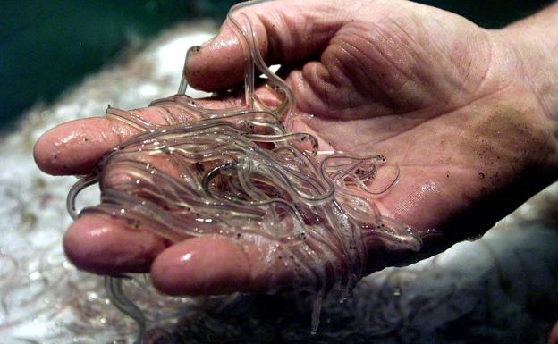 Cantabria regula la pesca de la angula y abre el plazo de solicitudes de la campaña