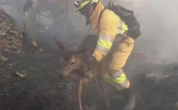 Los 'héroes' de Vendejo siguen trabajando en el único incendio activo en Cantabria