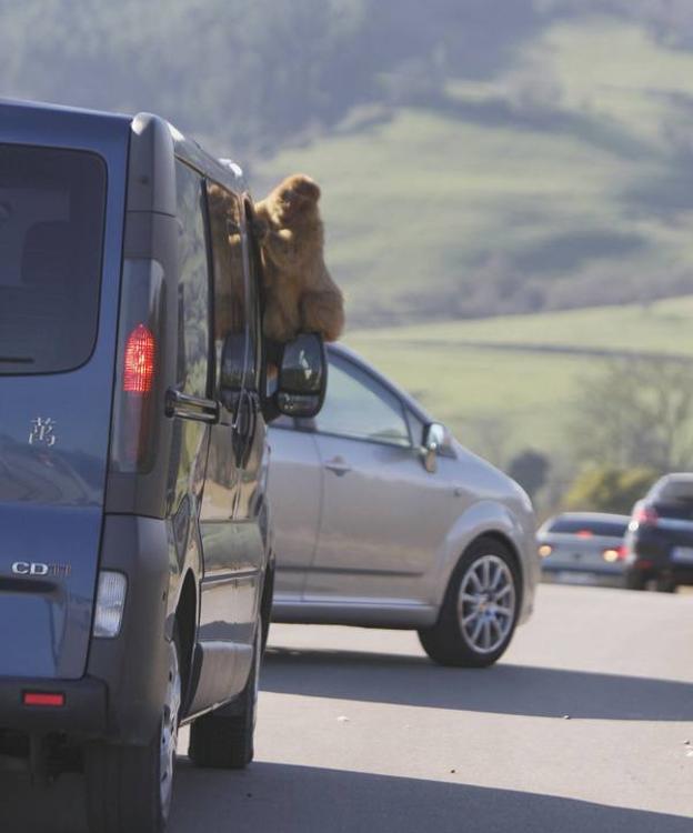 Los monos de Cabárceno se van de juerga