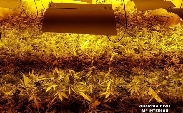 Intervenidas casi 800 plantas de marihuana en una plantación dentro de un garaje de Heras