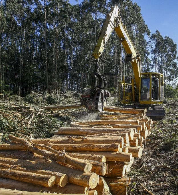 Cantabria activa un plan contra las plagas que atacan a los eucaliptos