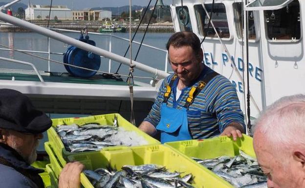 La flota cántabra aguarda con incertidumbre la veda «casi segura» de la sardina en 2018