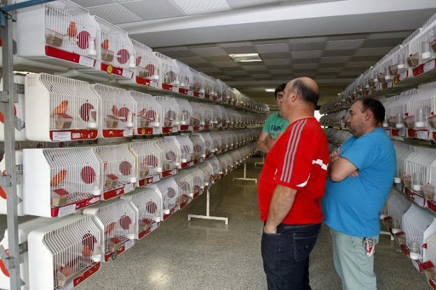 El concurso ornitológico reúne a un centenar de expositores