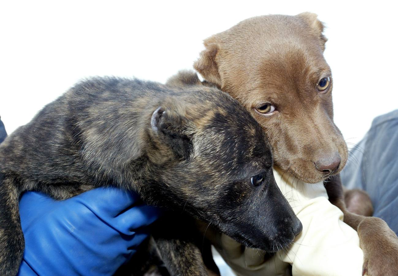 Renedo acoge una feria para promover adopción de animales de compañía