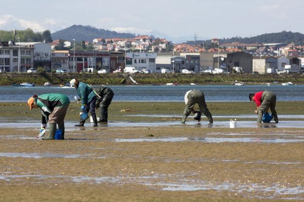 Los mariscadores se ponen manos a la obra para repoblar la bahía