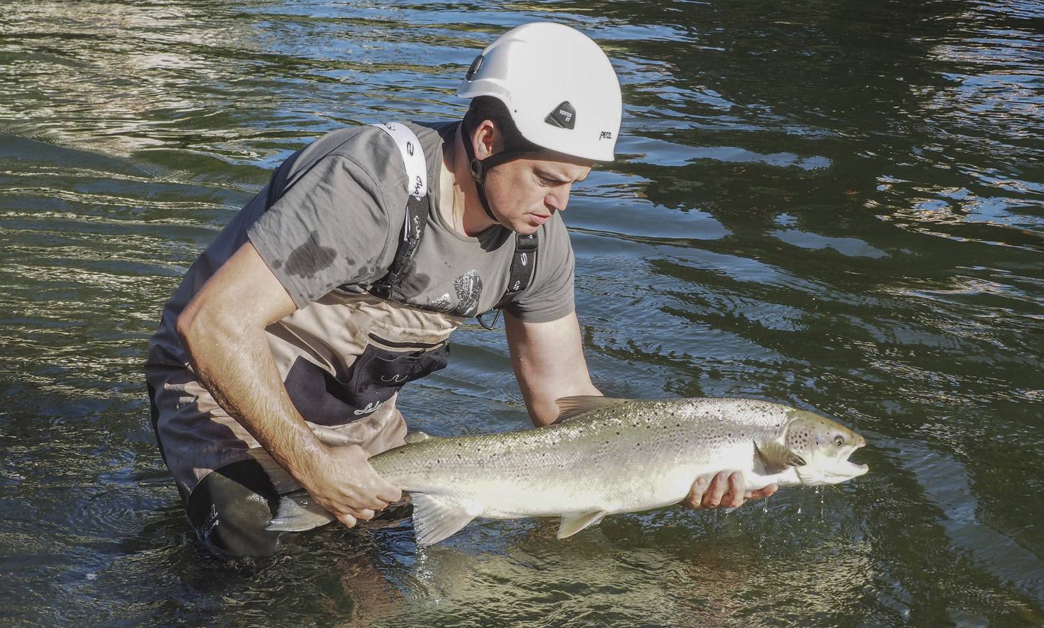 El salmón pasa revista en Puente Viesgo