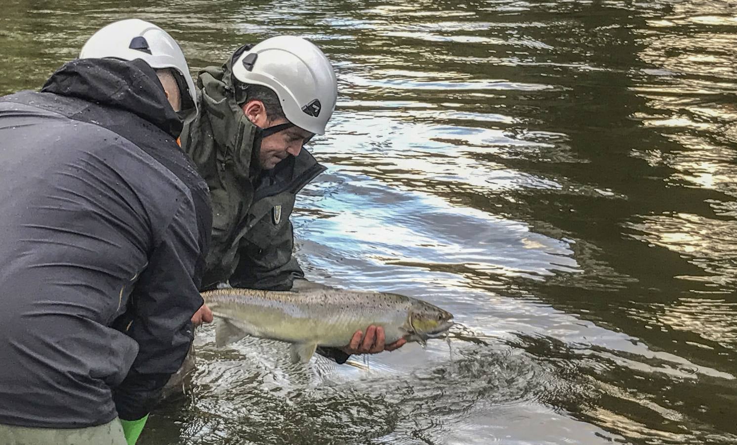 Conteo de salmones