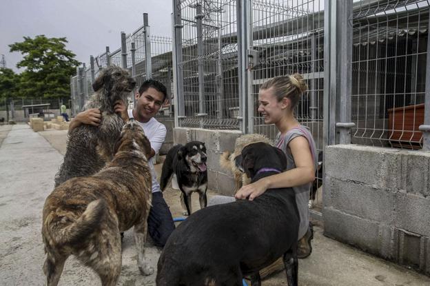 El anteproyecto de ley de protección animal no incluye el 'sacrificio cero'