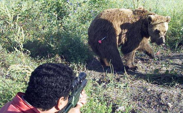 Disparan a un oso durante una cacería de jabalí en Palencia