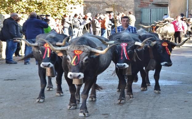 San Felices reúne a 5.000 personas y 1.720 cabezas de ganado en su feria anual