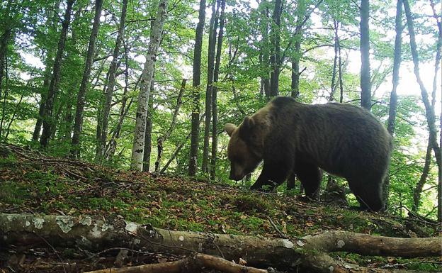 La Fundación Oso Pardo se personará como acusación si se demuestra que la sangre encontrada era de un plantígrado