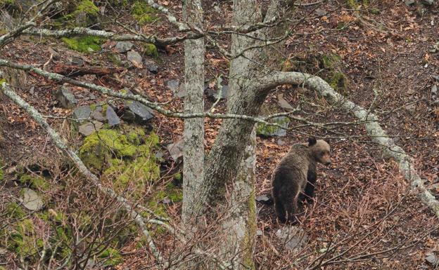 Un dispositivo de búsqueda trata de capturar a un oso herido en Liébana