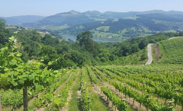 El albariño cántabro Viñamar entre los mejores del mundo