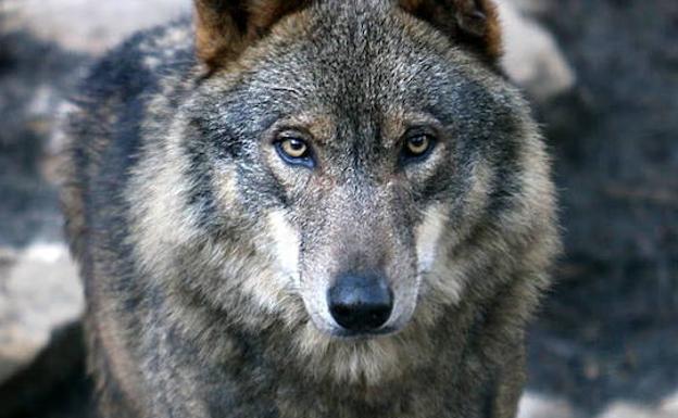 El último censo establece en Cantabria 12 manadas de lobos