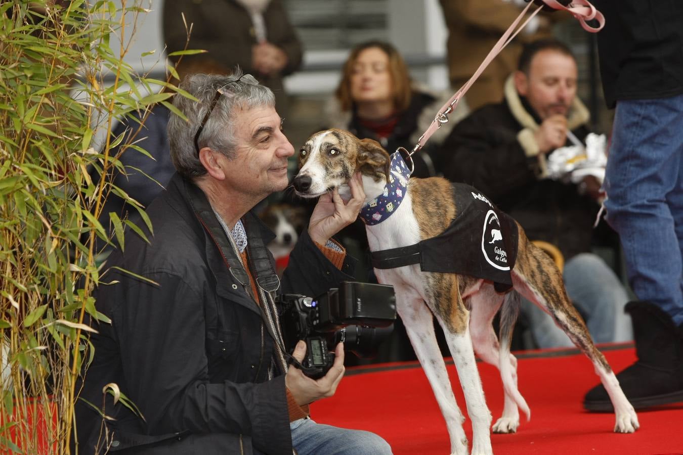 Perros y gatos buscan un hogar en Torrelavega