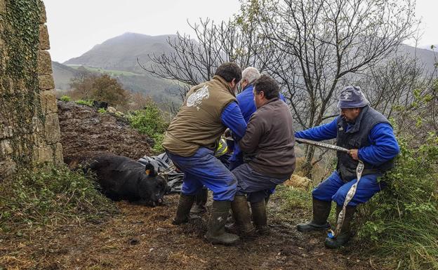 Los terneros de Bielva recibieron una inyección letal en la yugular