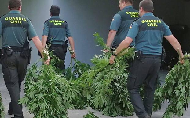 Anulada una condena de 3 años y medio de cárcel por tener 16 plantas de marihuana «porque el juez no fue imparcial»