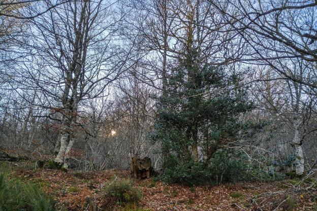 La paradoja de un árbol llamado acebo