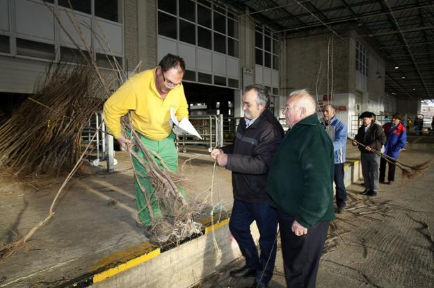 La campaña de reparto gratuito de árboles bate su récord con 3.310 solicitudes